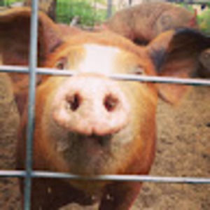 Meet your Posher, Susie